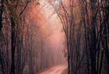 宫鲁鸣突然辞职！女篮要变天？三大“巨人”能拯救中国篮球吗？.